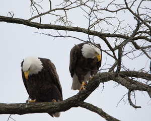 Mr & Mrs Eagle