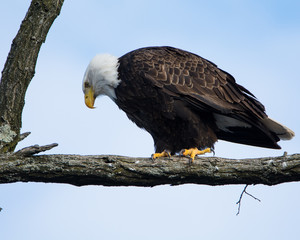 Eagle