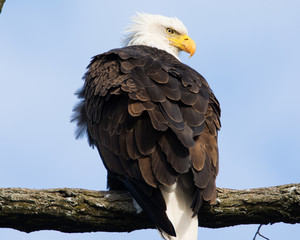 Eagle