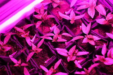 Growing plant seedlings and artificial lighting. Lamp for plant growth without the sun. The color is pink or purple. Ecology, business, Earth Day, organic plant growing.