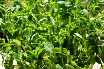 Fototapeta premium 豆苗