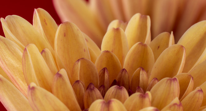 Kwiaty flowers plants macro makro picture zdjęcie bilde Gerbera Gerber