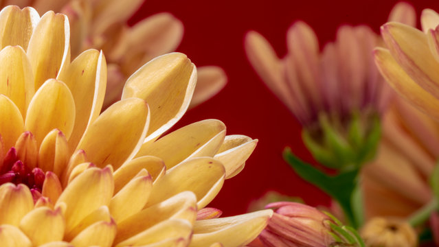 Kwiaty flowers plants macro makro picture zdjęcie bilde Gerbera Gerber