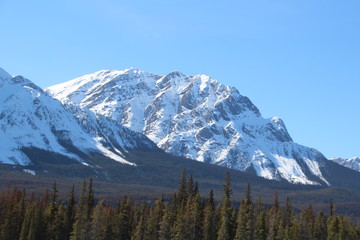 Fototapeta premium Snowy Mountain, Jasper National Park, Alberta