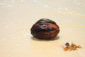 Coco en Playa