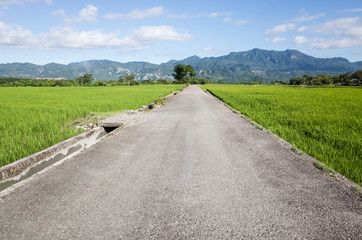 Fototapeta premium road on the farm