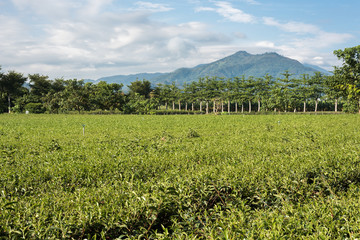 Obraz premium green tea farm