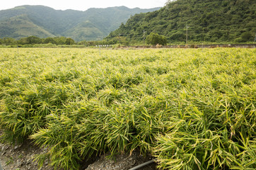 ginger farm at outdoor