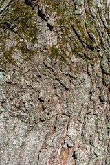 Moss on a Bark of a Tree
