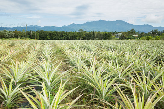 pineapple farm with sky