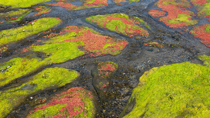 colorful red azolla