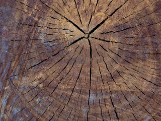 Close up of cutten tree trunk. Detail of trunk year circles. Texture, background.