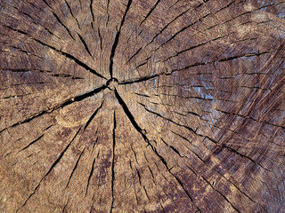 Close up of cutten tree trunk. Detail of trunk year circles. Texture, background.