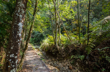 path with nobody at tropical forest