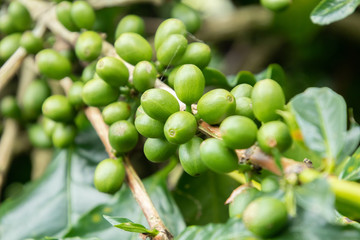 Coffee bean in coffee tree plantation.Fresh green and red berry of coffee in organic farm.
