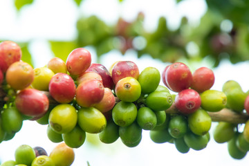 Coffee bean in coffee tree plantation.Fresh green and red berry of coffee in organic farm.