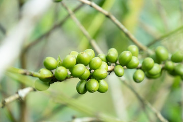 Coffee bean in coffee tree plantation.Fresh green and red berry of coffee in organic farm.