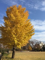 Naklejka premium 銀杏