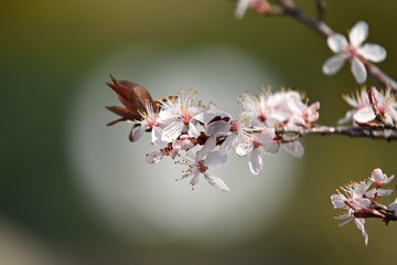 Cherry blossom 