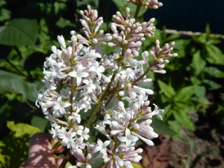 bee on a flower