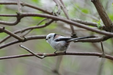Long-tailed Tit, woodland fairy, Hokkaido, japan　シマエナガ