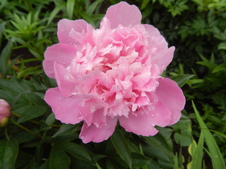 pink flower in the garden
