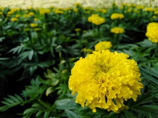 Beautiful yellow marigold, dark green leaves in the garden