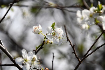 桜　さくら　Cherry Blossom