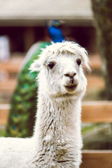 lama with the peacock on the background  © Vlad