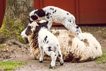 A lamb on a mother sheep