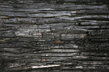 Grey old tree cortex texture