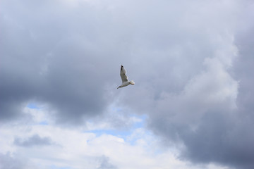 seagull