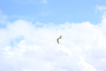 seagull