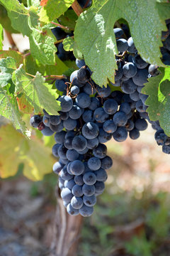 Uvas