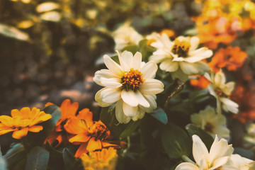 White zinnia in the garden