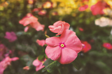 Pink watercress flowers