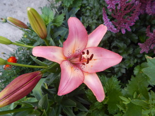 pink lily in the garden