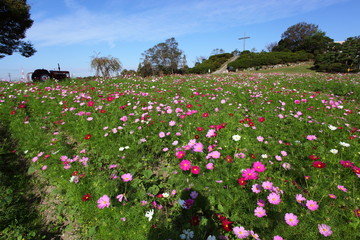 コスモスの丘