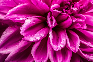 Dew Drops on Beautiful Pink Flower Close Up Macro Background