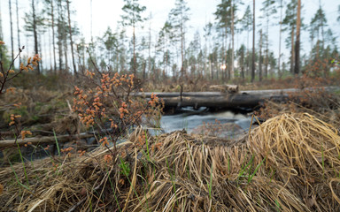 Sweet willow plant in springtime in front of flowing stream, forest in the background