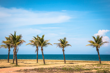 Fototapeta na wymiar Beach with palm Brazil