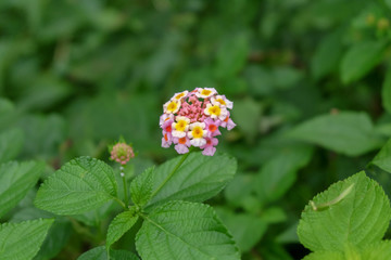 Lantana camara is a species of flowering plant within the verbena family, native to the American tropics. top view. Indonesia