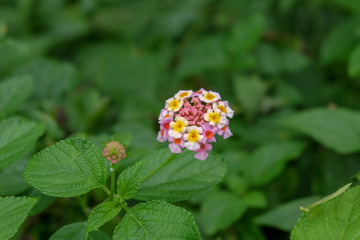 Lantana camara is a species of flowering plant within the verbena family, native to the American tropics. top view. Indonesia