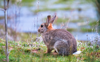 Naklejka na ściany i meble A European rabbit (Oryctolagus cuniculus) sits on a grassy ledge near Venus Pool in Shropshire, England.