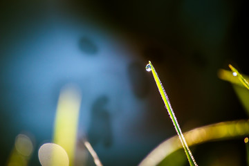 Closeup dew on top of grass for green background. Macro photo of water drops on green grass. Spring, summer seasonal background with green grass. Drops of dew on the beautiful green grass background.