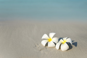 White and pink plumeria frangipani flowers on sandy beach in front of sea coast. Tropical exotic view. Travel vacation concept. Free copy space.