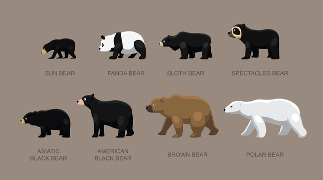 Bear Sizes Cartoon Vector Illustration