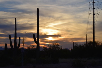 Cactus Sunset 09