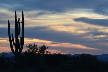 Cactus Sunset 01