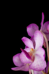 Violet orchid flowers branch